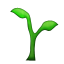 seedling